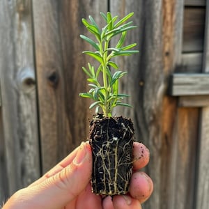 May include: A small rosemary plant with green leaves and a developed root system. The plant is held in a hand, showcasing the roots and the soil it is growing in. The background is a wooden fence.