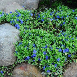 May include: A vibrant ground cover of green and white variegated leaves with small, bright blue flowers. The plants are interspersed among large, gray rocks, creating a natural, textured landscape. The flowers add a pop of color.
