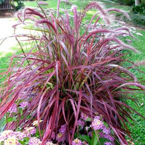 May include: A vibrant close-up of ornamental grass with long, slender, burgundy-red leaves and feathery, pinkish-purple flower plumes. The plant is surrounded by small, colorful flowers, creating a lush, textured display. The background features green grass.