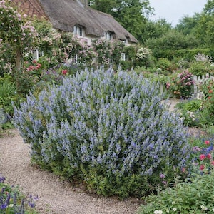 Può includere: Un grande cespuglio con fiori azzurri e fogliame verde domina il primo piano. Un sentiero di ghiaia conduce al cespuglio, con un cottage e un giardino sullo sfondo. Il cottage ha un tetto di paglia ed è circondato da varie piante fiorite.