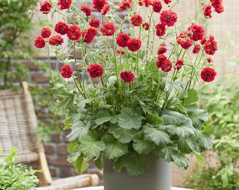 Geum Firestarter Live Plant 2.5” Pot | French Avens Red Perennial Starter | Long Bloom Cottage Garden Pollinator Flower