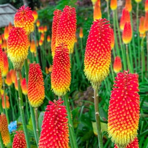 Red Hot Poker Kniphofia Torch Lily Perennial Live Plant in 2.5” Pot | Hardy Garden Starter Hummingbird Flower