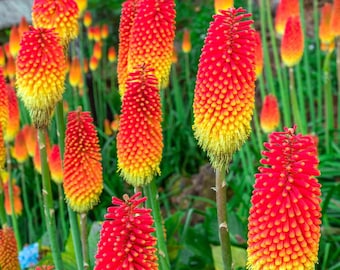 Red Hot Poker Kniphofia Torch Lily Perennial Live Plant in 2.5” Pot | Hardy Garden Starter Hummingbird Flower