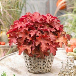 May include: A vibrant red plant with textured leaves fills a woven basket. The plant's color ranges from deep red to lighter shades, creating a striking contrast. The basket is placed on a light-colored surface, with other decorative elements in the background.