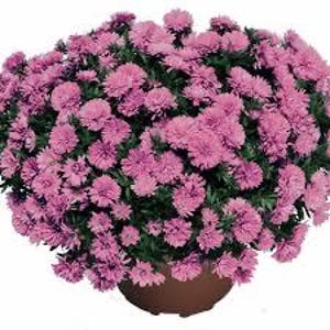Henry III Pink Aster Live Plant Plugs - Raspberry Pink Fall Blooming Perennial - Set of 2 Aster Plugs - Hardy Garden Perennial