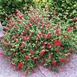May include: A vibrant bush with lush green foliage and clusters of bright red flowers. The plant is in full bloom, creating a striking contrast against the green backdrop. The flowers are small and numerous, adding a splash of color to the garden.