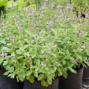 Puede incluir: Primer plano de varias plantas de albahaca en macetas de plástico negro. Las plantas tienen hojas verdes vibrantes y están cubiertas con pequeñas y delicadas flores moradas. La imagen está tomada al aire libre, con otras plantas visibles en el fondo.