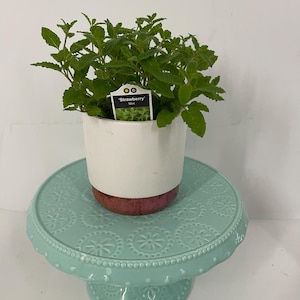 Live Strawberry Mint Plant in 4” Pot - Sweet Fruit-Scented Herb, Culinary & Ornamental available in starter plugs and cuttings