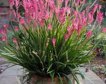 Anigozanthos ‘Bush Pearl’ Kangaroo Paw Starter Plant - Dwarf Pink Flowering Australian Native Perennial