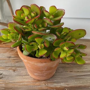 Baby Jade plant (crassula ovata) succulent grown in 6 in pot