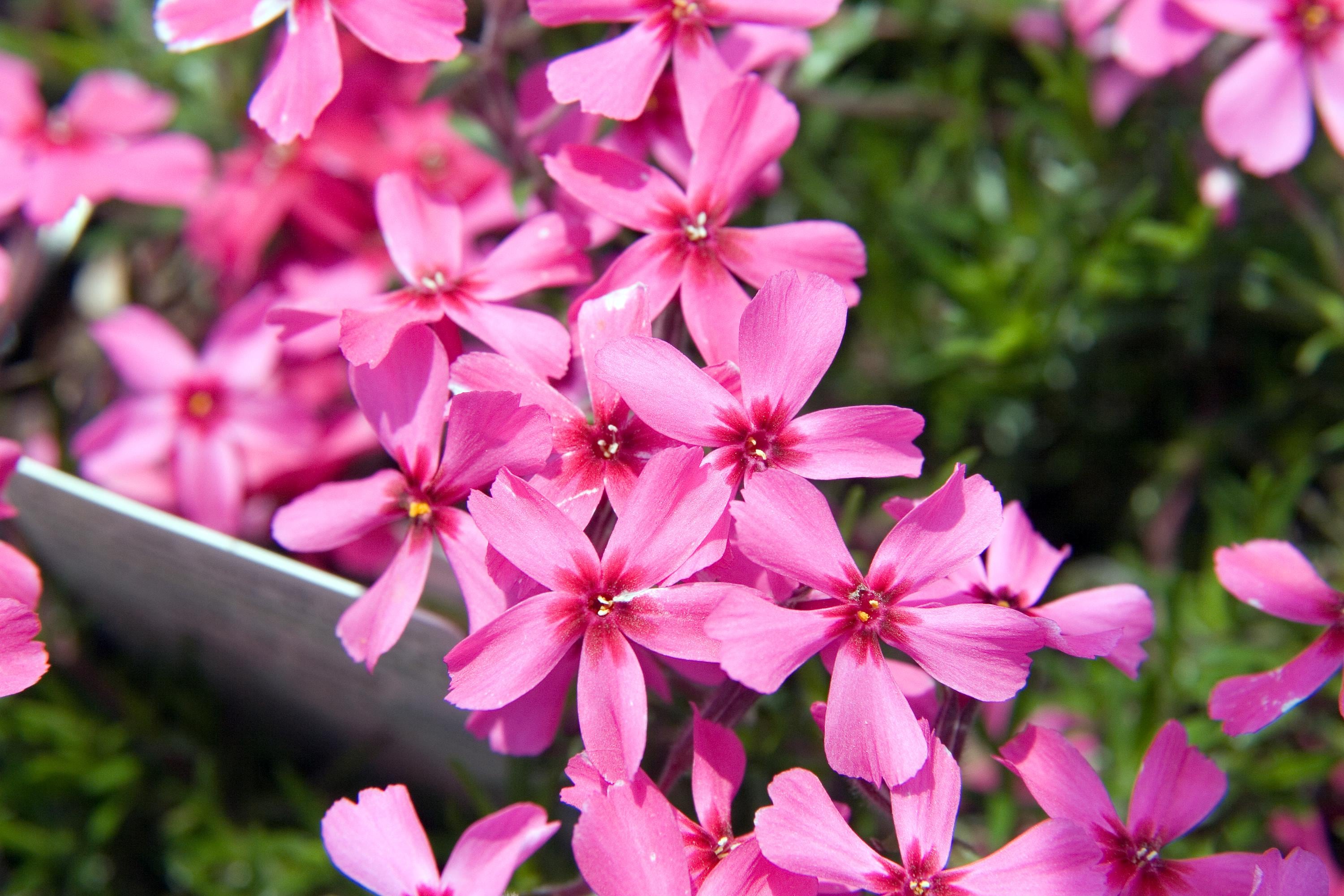 Scarlet Flame Creeping Phlox - Vibrant Red Spring Blooms | Starter