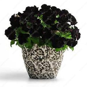 May include: A potted plant with dark black flowers and green foliage. The flowers are densely packed, creating a full appearance. The pot has a white background with a black leopard print design.