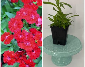 Telstar Dianthus Crimson Carnation Plant - Vibrant Perennial Bloom for Gardens and Containers grown in 4” pot