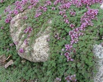 Puede incluir: Primer plano de una planta tapizante con pequeñas hojas verdes y racimos de diminutas flores moradas. Una gran roca de color claro está parcialmente cubierta por la planta. Hojas caídas están esparcidas alrededor de la base de la planta.