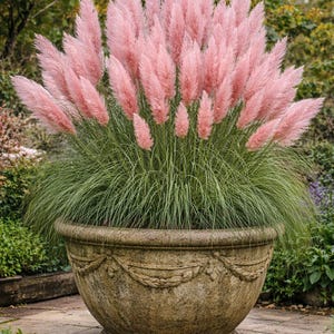 May include: A large, ornate stone planter filled with pink pampas grass. The feathery plumes of the grass are a soft pink, contrasting with the green, grassy base. The planter has a detailed, decorative design around its circumference, and sits on a stone patio.