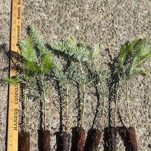 Aromatic Fraser Fir Tree Seedlings - 6-8”, 8-12”, 13-18” - Grow Your Own Christmas Tree or Landscaping