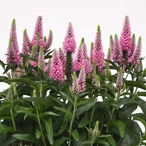 May include: A cluster of pink Veronica flowers with green foliage. The flowers are tall, cone-shaped spikes, and the leaves are long and pointed. The background is white.