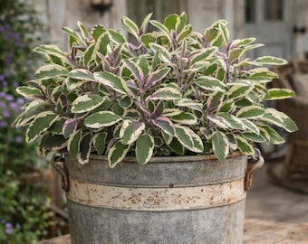 Tricolor Sage Plant (Salvia officinalis ‘Tricolor’) - Live Herb Plant, Culinary & Decorative, Organic, Non-GMO perennial