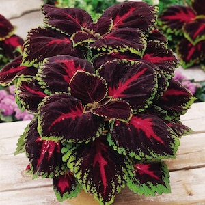 May include: A close-up of a coleus plant with large, textured leaves. The leaves are a deep burgundy color with vibrant red veins and edges of bright green. The plant is bushy and full, with multiple leaves visible.