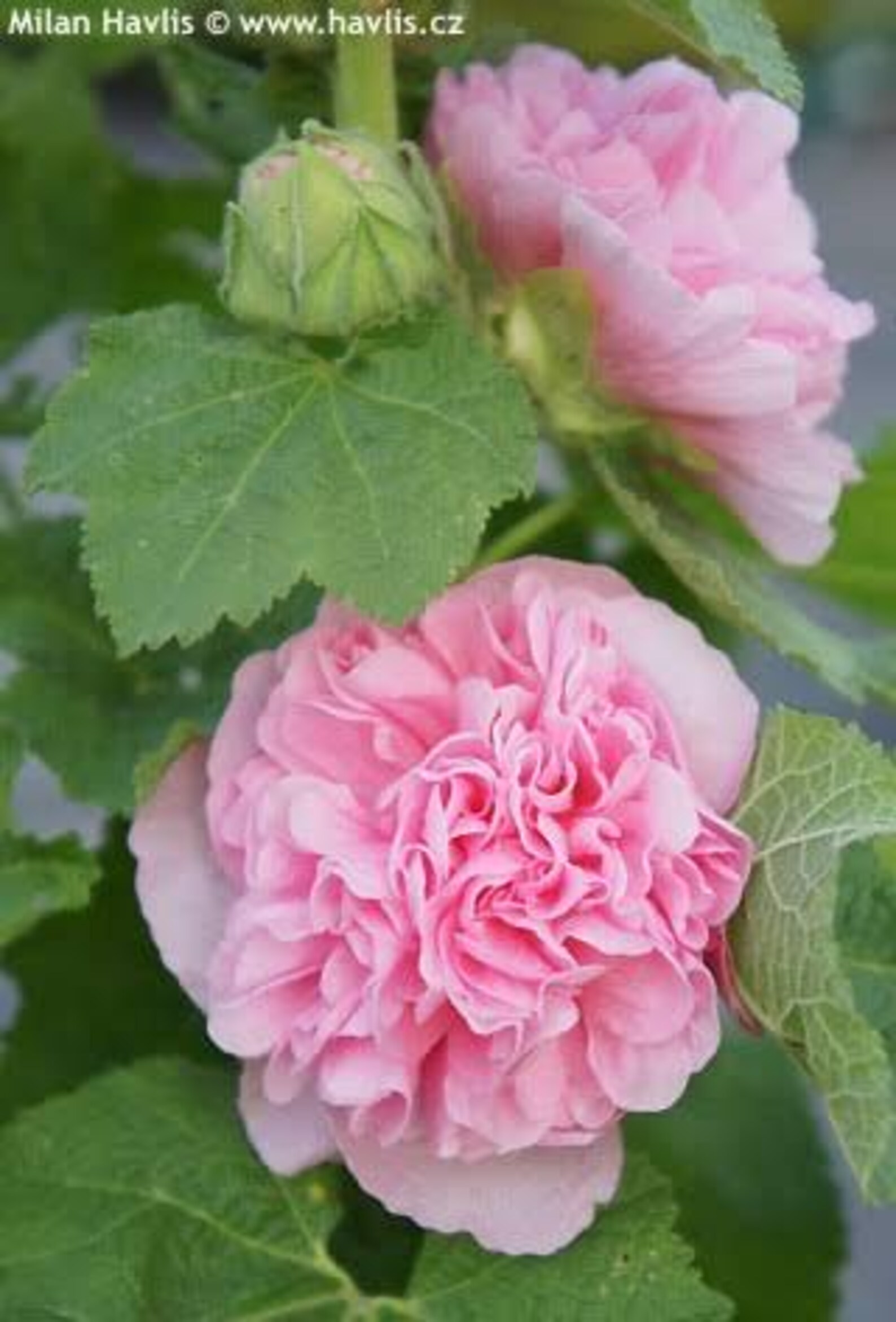 Hollyhock Chatters Double Pink Alcea - Perennial Live Plants in Starter ...