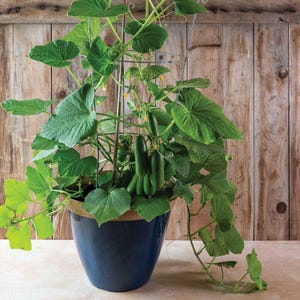 May include: A potted cucumber plant with green leaves and several cucumbers growing. The plant is supported by a metal trellis inside a blue ceramic pot. The background is a wooden wall.