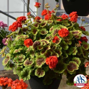Fire Night Geranium  Starter Plant variegated leaves- fancy foliage- fire orange flowers