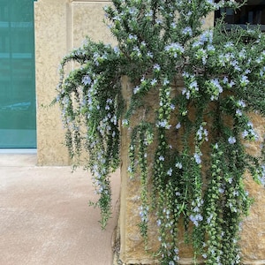 May include: A lush rosemary plant with cascading stems and small, light blue flowers. The plant is overflowing from a square, stone planter, creating a visually appealing display. The green foliage contrasts with the light-colored stone.