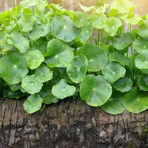 Förköp - Levande Gotu Kola-växter (Centella asiatica) - Plantstorlek eller 10 cm krukor - Skickas i slutet av mars/början av april Ört för hjärna, hud och välbefinnande