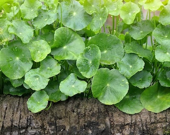 Prévente - Plantes vivantes de gotu cola (Centella asiatica) - Taille en plug ou pots de 4 po. - Expédition fin mars/début avril Herbe pour le cerveau, la peau et le bien-être
