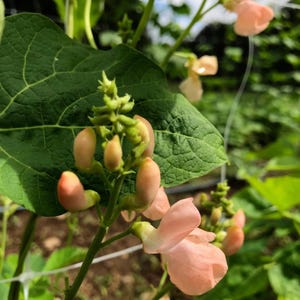 May include: Close-up of a bean plant with large green leaves and delicate, light pink flowers. The flowers are in various stages of bloom, with some buds still closed and others fully open. The image captures the plant's natural beauty.
