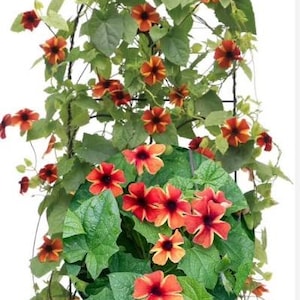 May include: A climbing plant with vibrant orange and red flowers, accented by dark centers and yellow stripes. The flowers are surrounded by lush green leaves, creating a striking contrast. The plant is supported by a dark, arched structure.