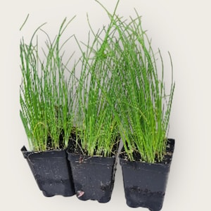 Puede incluir: Tres pequeñas macetas de plástico negro llenas de plantas verdes vibrantes parecidas a hierba. Las plantas tienen tallos largos, delgados y erguidos, creando una apariencia densa y texturizada. Las macetas están dispuestas juntas sobre un fondo blanco liso.