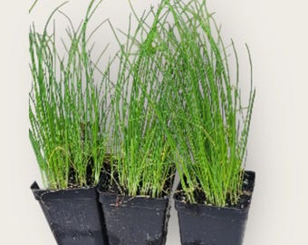 lebende Knoblauch-Schnittlauchpflanze in 2,5 ”Topf mehrjährige Lebensmittelwald Permakultur