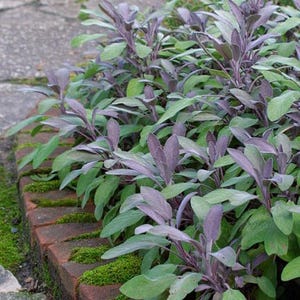 Purple Sage Plant in 4” Growers Pot - Vibrant Culinary & Ornamental Herb perennial also available in starter plugs and cuttings