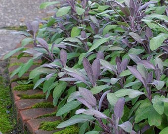 Purple Sage Plant in 4” Growers Pot - Vibrant Culinary & Ornamental Herb perennial also available in starter plugs and cuttings