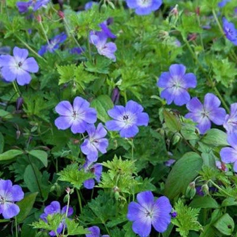 Geranium Rozanne Live Plants in 2.5” Pots - Long-blooming Violet-blue ...