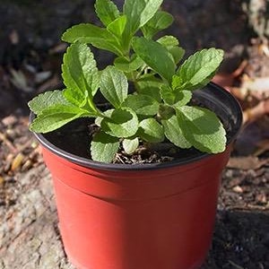 May include: A small green plant with broad leaves is potted in a red plastic container. The pot is round with a black rim. The plant is centered in the pot and is surrounded by dark soil.