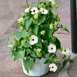 May include: A white ceramic hanging planter filled with a black-eyed Susan vine. The vine has bright green leaves and white flowers with dark centers. The planter is suspended by a metal frame.