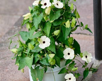 Thunbergia Sunny Susy White Halo - Black-Eyed Susan Vine Starter Plug in 2.5” Pot | Live Plant | Fast-Growing Flowering Climber