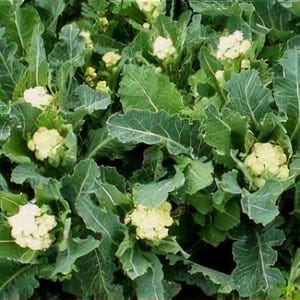 May include: Close-up of cauliflower plants with large, green leaves and creamy white heads. The image showcases the fresh produce, highlighting the natural textures and colors of the vegetables. The cauliflower is surrounded by lush green foliage.