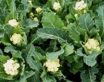 Rare Nine Star Perennial Broccoli/cauliflower Starter Plugs - Presale! Hardy, Multi-Headed, Zone 7+ Perennial Vegetable Plant