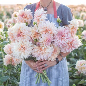 May include: A bouquet of large, light pink and peach dahlias with green stems and leaves. The flowers are held by a person wearing a blue and white striped apron. The background is a field of similar flowers.