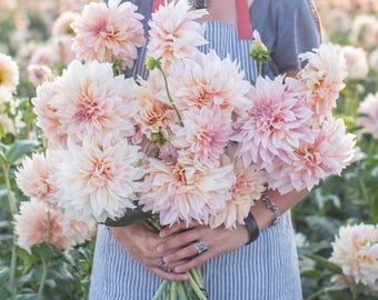Dahlia Café au Lait Live Plants - Starter Plugs & 4” Pots - Wedding Favorite Dinnerplate Blooms