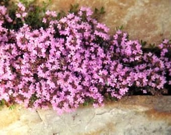 Puede incluir: Primer plano de un grupo de pequeñas flores de color rosa vibrante con follaje verde. Las flores están densamente agrupadas, creando una apariencia texturizada. Las flores crecen sobre una superficie de piedra de color marrón claro.