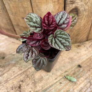 Ripple Peperomia in 4” Pot – Lush, Low-Maintenance Houseplant