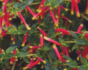 Hummingbirds Lunch Cuphea Live Starter Plant | Firecracker Cigar Plant Attracts Hummingbirds & Butterflies | Pollinator Favorite