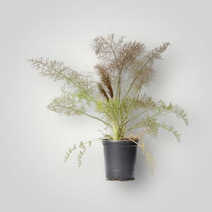 May include: A potted plant with feathery green foliage and brown seed heads. The plant is in a black plastic pot. The plant's leaves are a light green color, and the seed heads are a dark brown color.