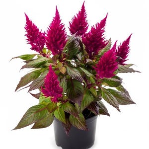 May include: A potted Celosia plant with vibrant magenta flower plumes. The flowers are densely packed and rise above the green and burgundy foliage. The plant is in a black plastic pot, set against a white background.