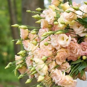 May include: A bouquet of soft peach-colored flowers with yellow centers and green stems. The flowers are in full bloom, with multiple layers of petals. The background is blurred, suggesting an outdoor setting.