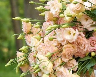 Lisianthus Voyage 2 Champagne - Live Plants | Starter Plugs or 4” Pots | Elegant Ivory-Soft Apricot Double Blooms | Cut Flower Garden